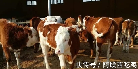 二十世纪五十年代西德食品进出口情况与牲畜屠宰表现分析